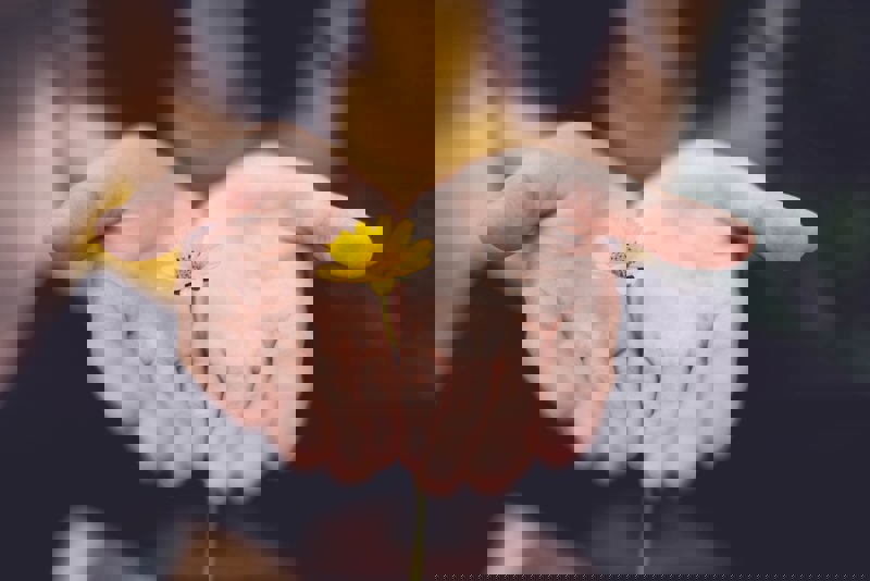 Holding dandelion in hands